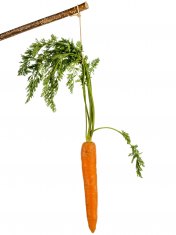 carrot on a stick. fresh fruits and vegetables is always healthy. symbolic photo for motivation.
